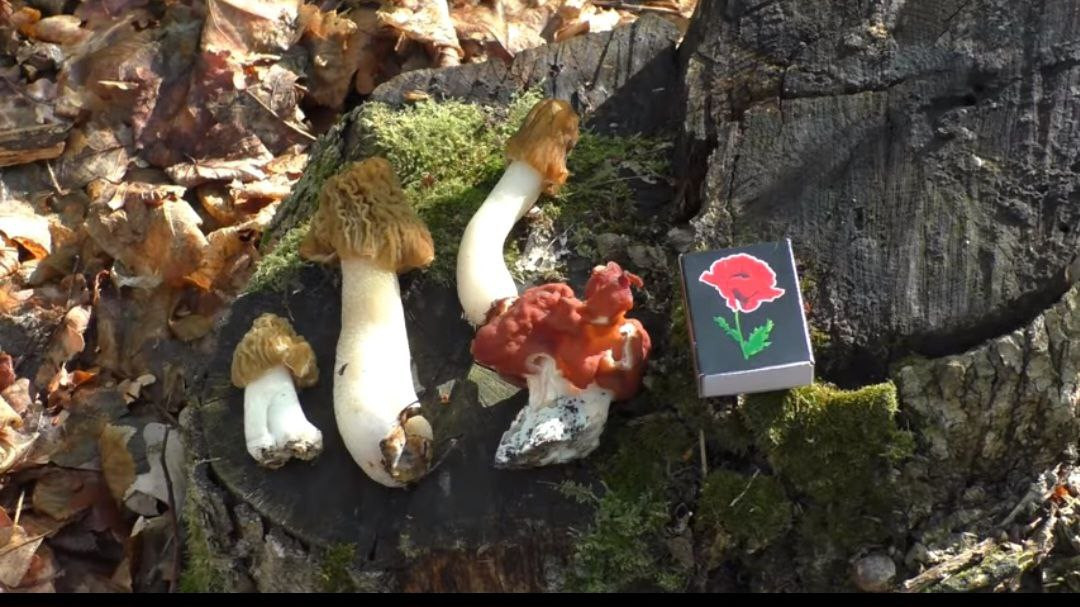 У НПП "Хотинський" знайшли перші весняні гриби та показали різницю між їстівними й отруйними