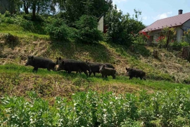 У Суховерхові на Кіцманщині по вулицях та городах пройшлася зграя диких свиней (ФОТО)
