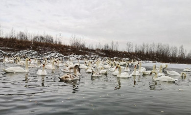 У січневі морози на озеро до Чорториї знову злетілися "Іванові лебеді" (фото, відео)