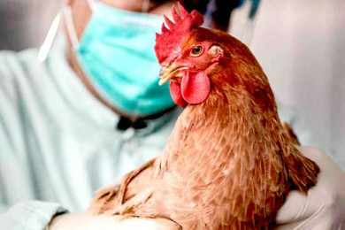 У Росії виявлено перше у світі зараження людей новим пташиним грипом