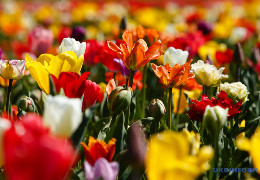 Квітковий рай: як Буковину «завоювали» тюльпанові й лавандові поля