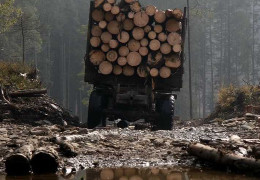 НПП «Вижницький» має відшкодувати державі понад 500 тис грн за зрубані дерева