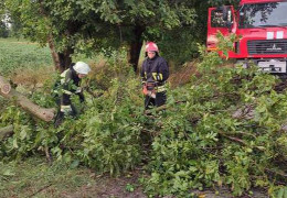 Наслідки негоди на Буковині: у дев'яти населених пунктах повалило дерева
