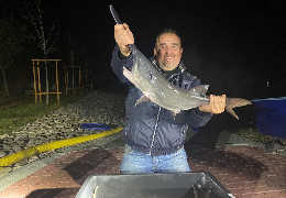 Вперше на Буковині в одну із водойм запустили унікальну рибу - 300 особин американського веслоноса