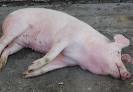 У знайденому на сміттєзвалищі під Чернівцями трупа свині виявили африканську чуму
