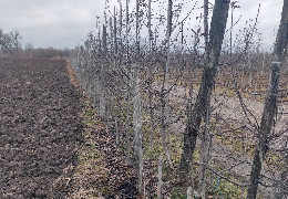 Із земельних ділянок біля Хотина викрали саджанці ексклюзивних фруктових дерев на 40 тис. гривень. Крадіїв знайшли