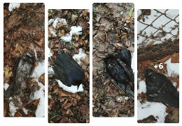 У Чернівцях десятки птахів загинули через вибухи феєрверків