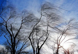 На Буковині оголосили штормове попередження: очікується сильний вітер