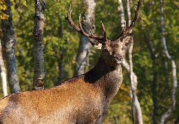 У лісництві біля Новодністровська вбили оленя у вольєрі: браконьєра розшукують