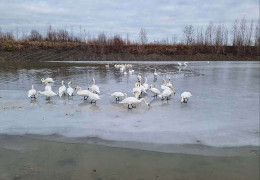 Лебедине озеро «ожило»: до Чорториї повернулись понад сто птахів