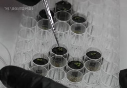 Американські науковці вперше виростили мікрозелень на місячному ґрунті. Відео