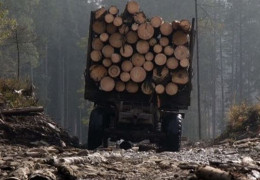 Двоє браконьєрів на Буковині нарубали деревини на 300 тисяч. Суд стягне з них ці самі гроші