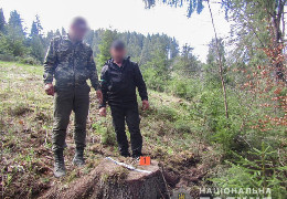 Поліція затримала чоловіка, який на Путильщині незаконно зрубав ялин на 40 тис. гривень