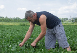 На Буковині аграрії отримали понад 270 мільйонів гривень кредиту на посівну