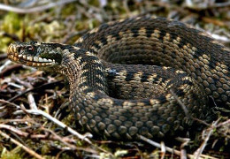 Буковинку на власному подвір'ї вкусила змія — жінка у лікарні