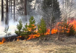 Буковинка, випалюючи суху траву, знищила 1,5 га лісового масиву національного природного парку “Вижницький”