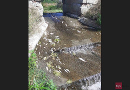 Фахівці з’ясували причину загибелі риби в річці Совиця у селищі Лужани: була отруєна вода
