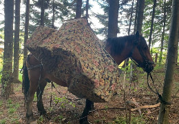 У Чернівецькій області з коня зробили "верблюда": так намагалися доправити сигарети до Румунії