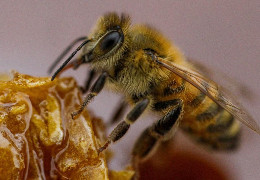 У Тернопільській області чоловік помер після укусу бджоли