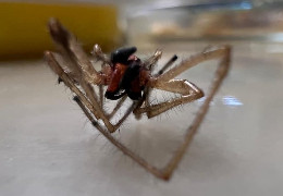 Жителів західної області тероризують небезпечні павуки, які емігрували з південних країн