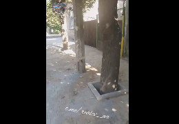 Цементовані дерева: Виконавці ремонту вулиці Кармелюка у Чернівцях отвори для дерев засипають рештками цементу - соцмережі