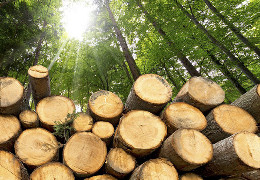 Обласне управління лісового господарства дає інструкцію буковинцям, як легально купити дрова