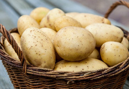 Як зберігати картоплю у квартирі, погребі, щоб вона не проросла і не зіпсувалася