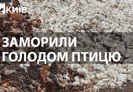 Загинуло 4,4 млн курей: росіяни знищили найбільшу птахофабрику в Україні