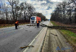 Вітер повалив дерева на дороги і пошкодив газопровід, понад 50 населених пунктів без світла: ситуація на Буковині
