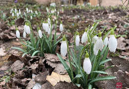 Прогноз погоди на березень: синоптики розповіли, як здивує перший місяць весни