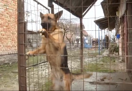 "Мене б вже нині не було": житель Львівщини розповів, як під час нічного ракетного удару його врятував собака