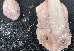 Вченим вдалося знайти найглибоководнішу рибу на Землі: як вона виглядає