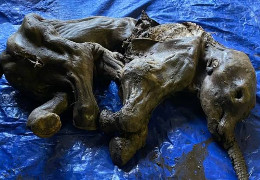 На розкопках золотих родовищ у США знайшли заморожене дитинча мамонта: американці показали фото