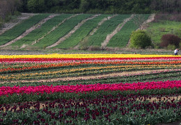 У селі Магала поблизу Чернівців розквітло ще одне тюльпанове поле з мільйонами квітів