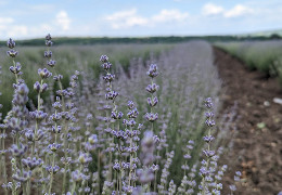 На Хотинщині на 10 гектарах презентують найбільше в Україні лавандове поле та запустять завод з виготовлення лавандової олії