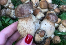 "Сезон грибів розпочато": у горах на Буковині з’явилися перші білі гриби