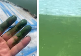 "Запаху немає, але на дотик, як масне": вода в Дністрі на Буковині позеленіла