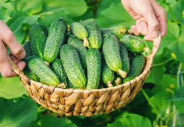 Щоб огірки довго плодоносили: шість порад, як досягти гарного врожаю