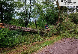 Буревій повалив дерева: наслідки негоди на Буковині ліквідували дорожники