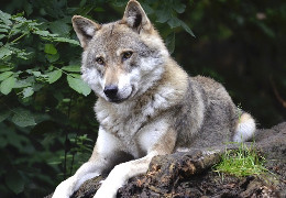 "Не звіринець і не хоспіс": центр реабілітації диких тварин створять у національному парку на Буковині