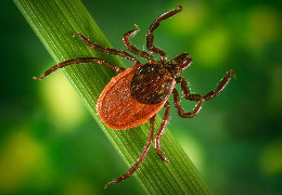 На Буковині активізувались кліщі та мурахи: їх укуси викликають важкі сиптоми
