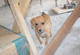 Тимчасовий дім для чотирилапих: на Буковині відкрили пункт безпритульних тварин