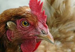 Україна терміново заборонила ввезення курятини та яєць із Польщі. У чому причина?