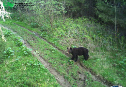 Усі звірі - однією стежкою: в горах на Буковині зафільмували дорогу, де прогулюються ведмежа, козулі й дикий кабан