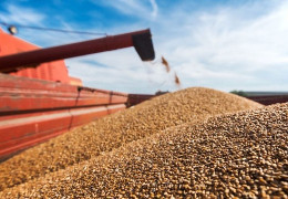Війна проти зерна. Чи вдасться Україні зберегти та продати цьогорічний урожай?
