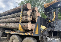 ДБР викрило злочинну групу лісників Буковини, які на незаконних порубках завдали державі збитків на 2 млн гривень
