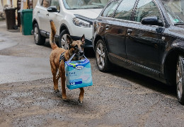 "Заохочує людей допомагати": як пес із Харкова понад рік волонтерить у Чернівцях