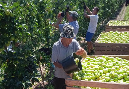 На Буковині розпочався сезон збору яблук: садівники планують зібрати понад 700 тисяч тонн фруктів