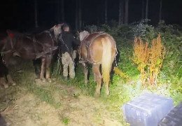 Кінний караван з тютюновим товаром: на Буковині прикордонники затримували контрабандистів із кіньми пострілами