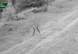 Зайці побилися серед галявини: кумедне відео двобою куцохвостих оприлюднили лісівники Буковини